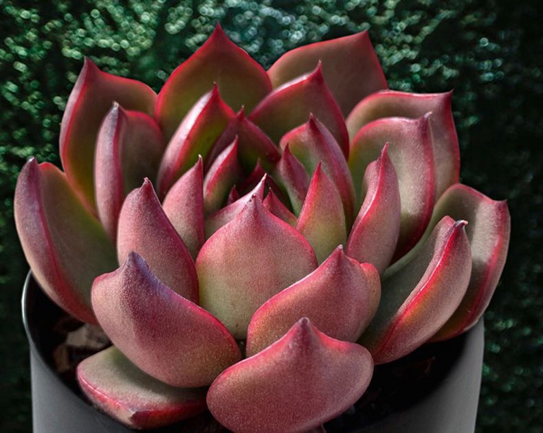 Echeveria <br> Rubra