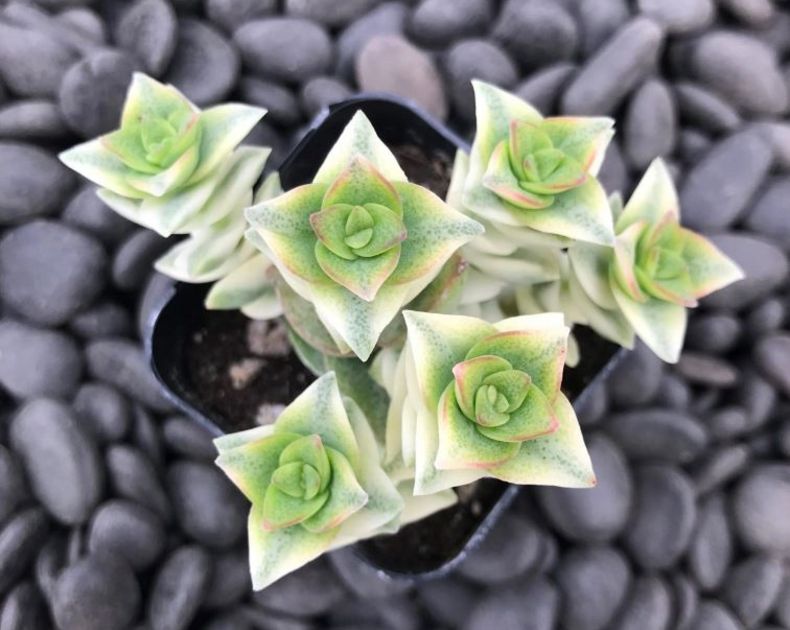 Crassula <br> Perforata Variegata