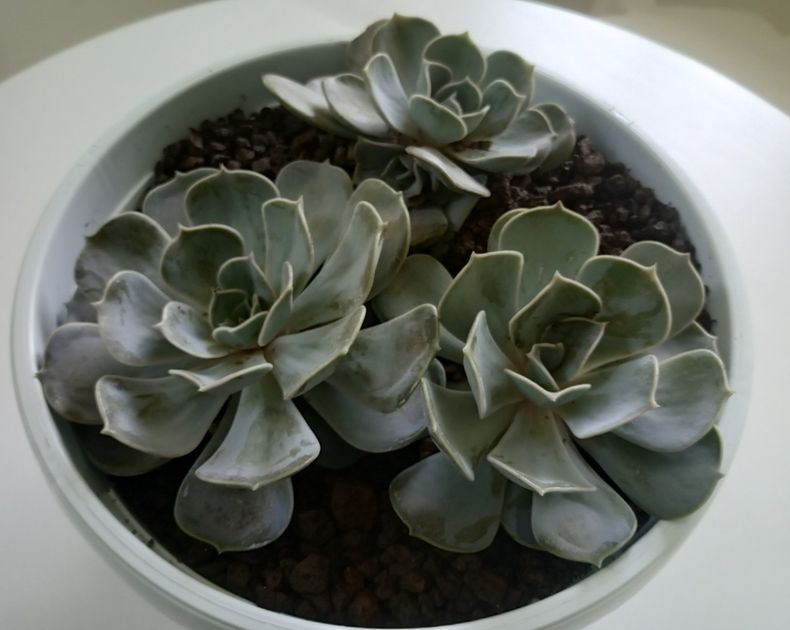 Echeveria <br> Lilacina
