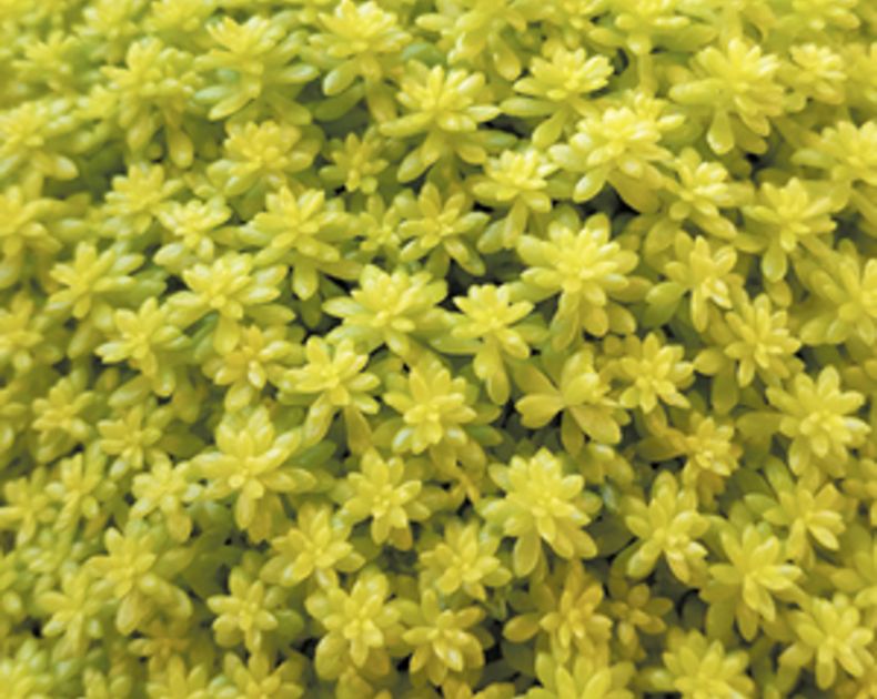 Sedum <br> Tokyo Sun