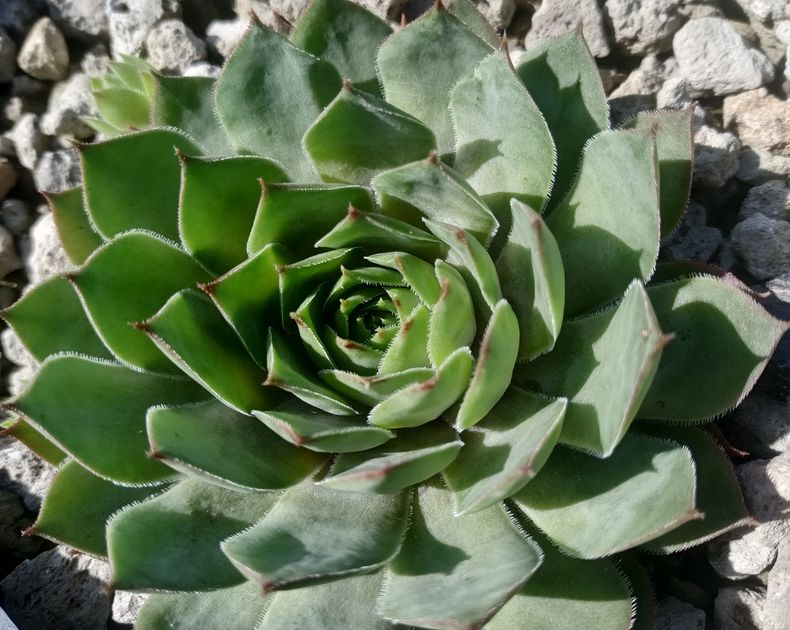 Sempervivum <br> Big Daddy