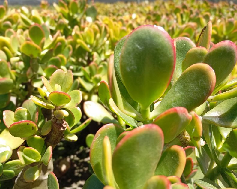Crassula <br> Ovata Sunset
