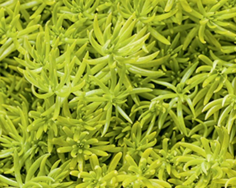 Sedum <br> Gecko