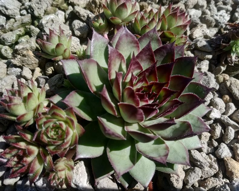 Sempervivum <br> Bronco