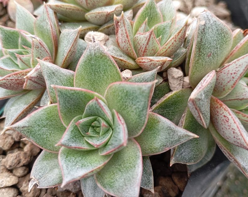 Echeveria <br> Purpusorum