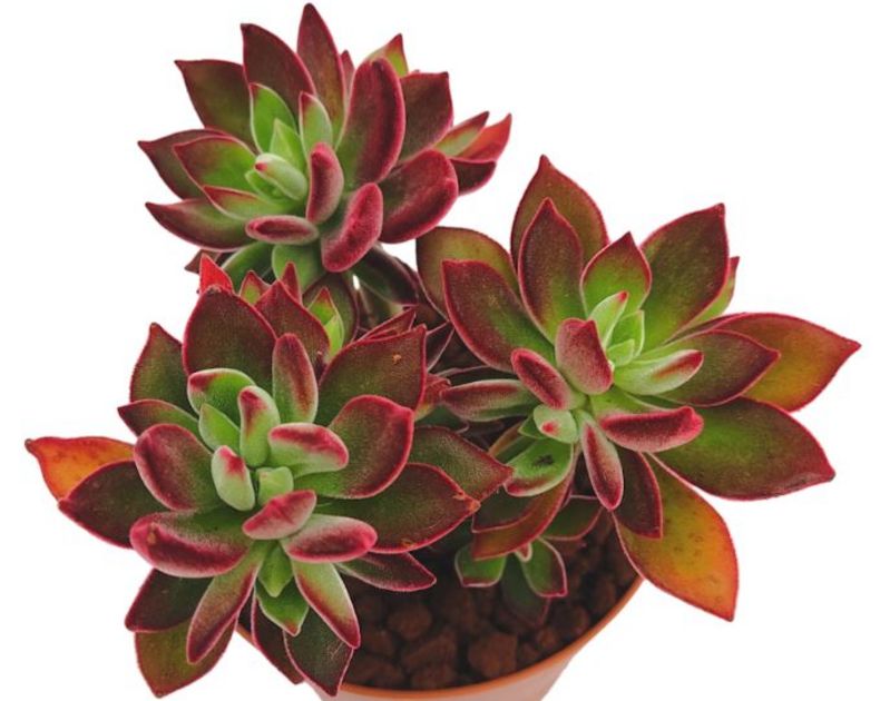 Echeveria <br> Pulvinata