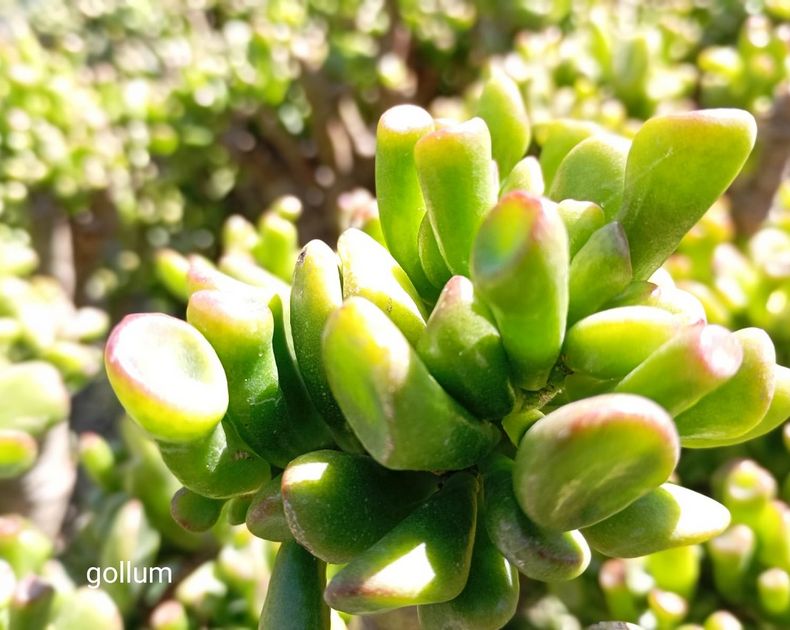 Crassula <br> Ovata Gollum