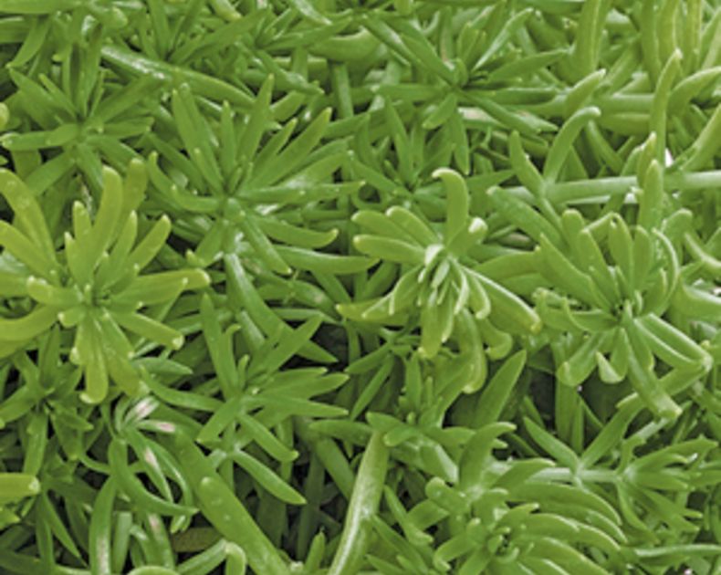 Sedum <br> Lizard