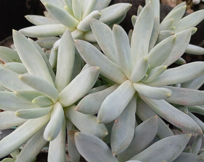 Echeveria <br> Hookeri
