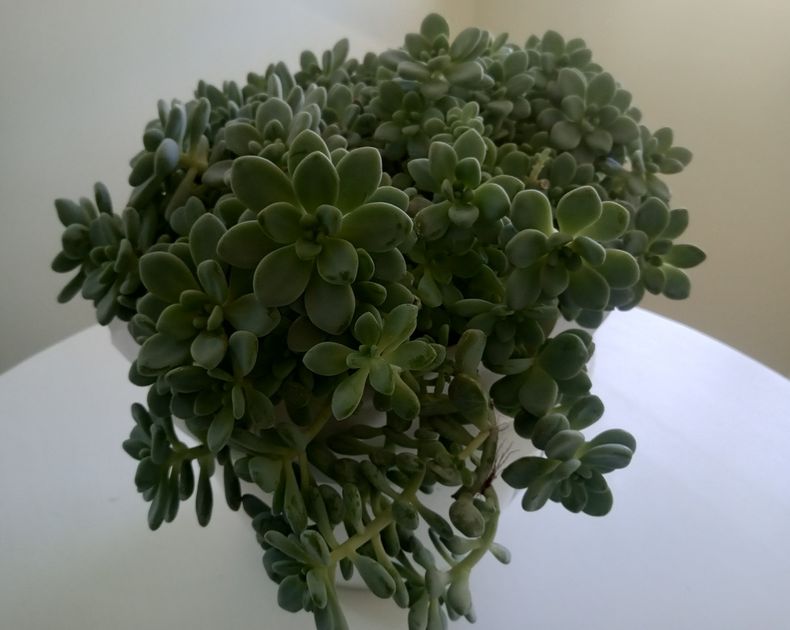 Echeveria <br> Amoena