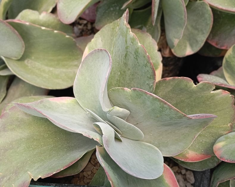 Kalanchoe <br> Thyrsiflora