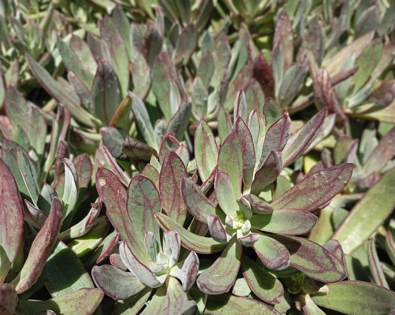 Echeveria <br> Nodulosa