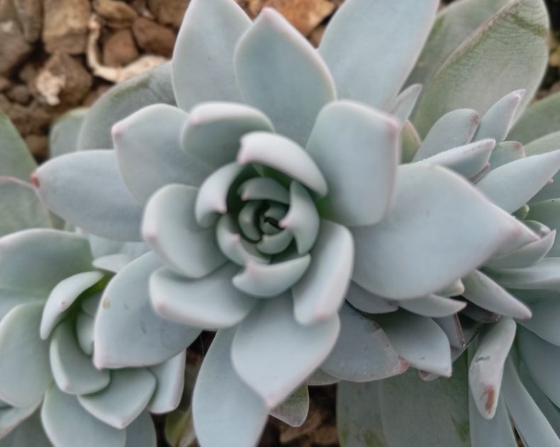 Echeveria <br> Peacockii
