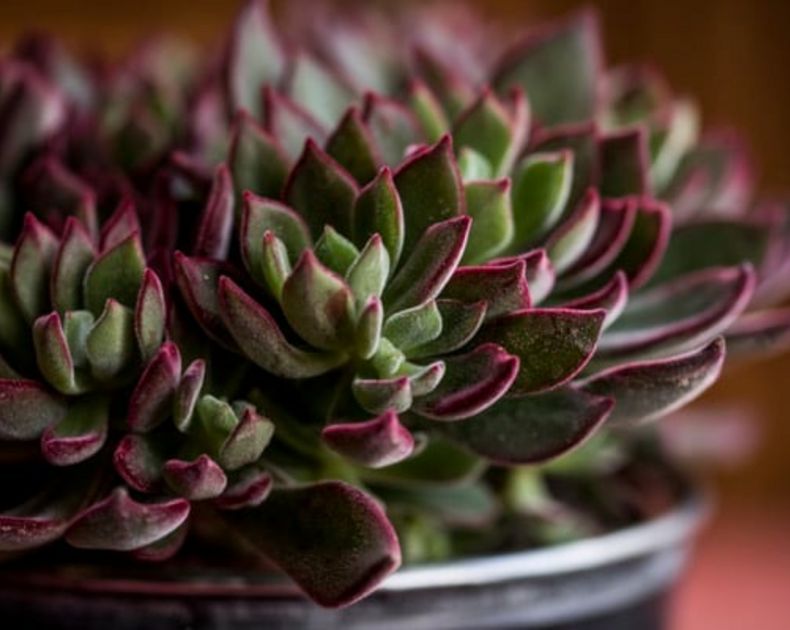 Echeveria <br> Devotion