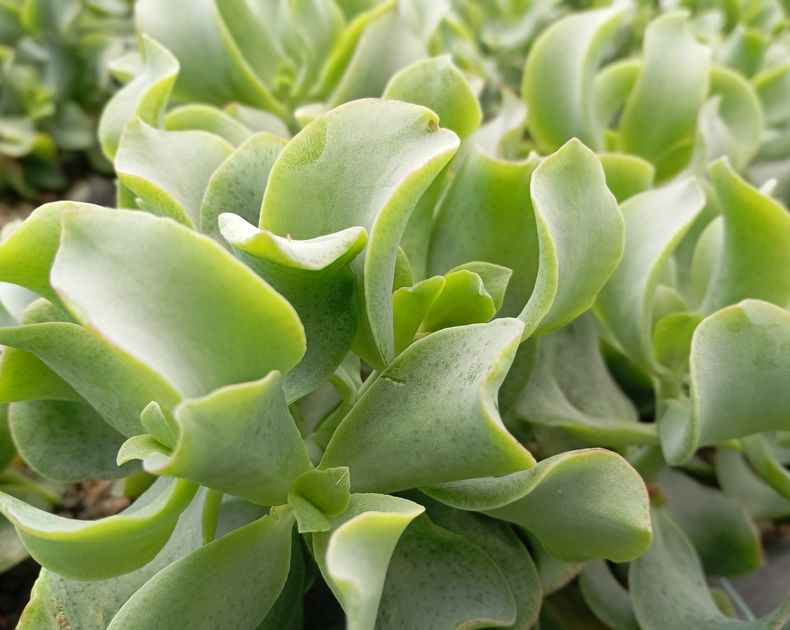 Crassula <br> Aborescens