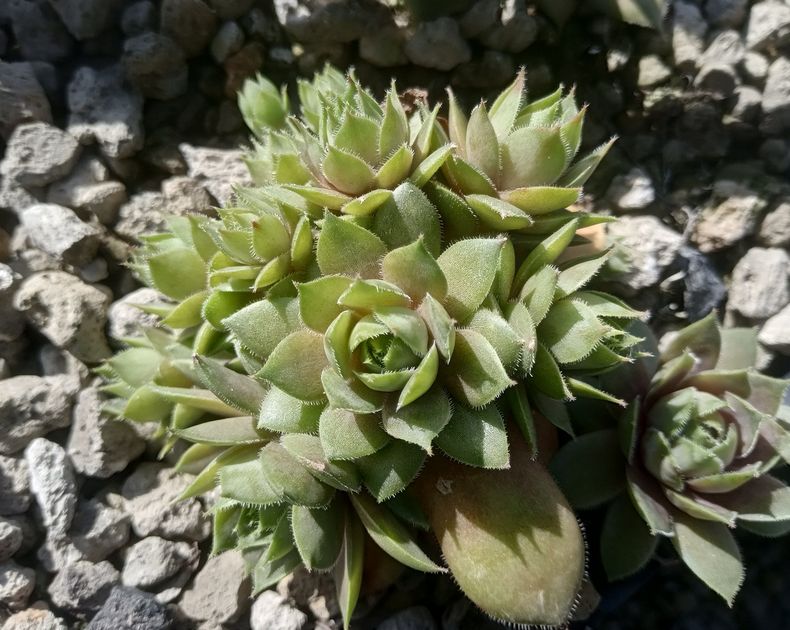 Sempervivum <br> Compte De Congae