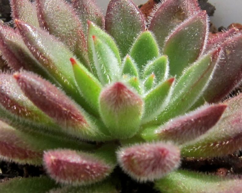 Echeveria <br> x Set Oliver