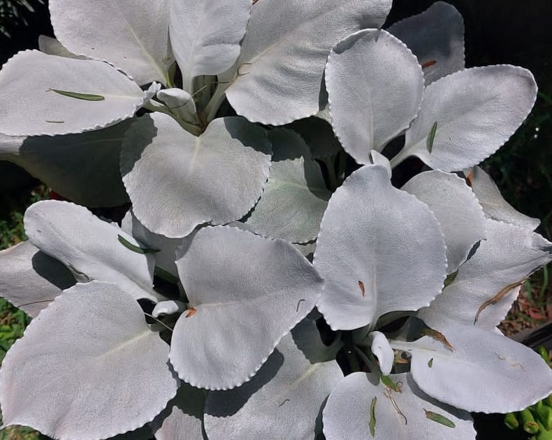 Senecio <br> Candicas Angel Wings