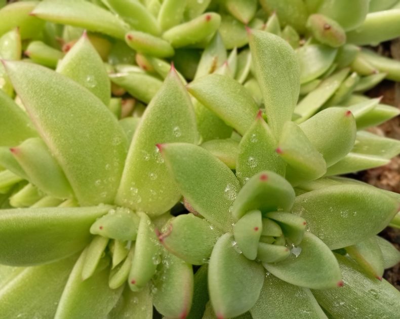 Echeveria <br> Lipstick