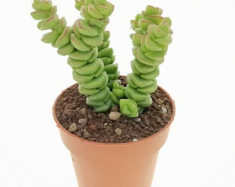 Crassula <br> Hottentot Snake