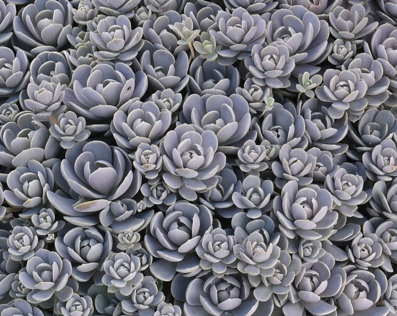 Orostachys <br> Chinese Hat