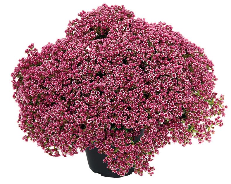 Crassula <br> Schmidtii