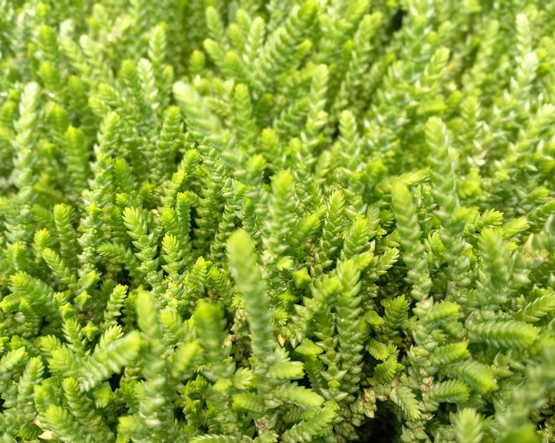 Crassula <br> Cosima