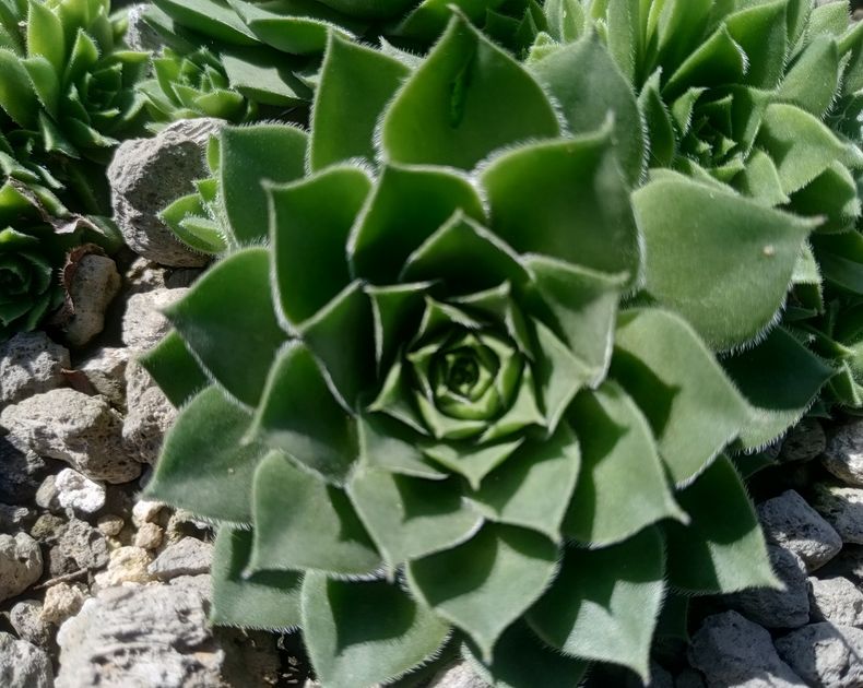 Sempervivum <br> Joke