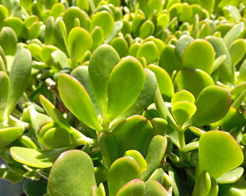 Crassula <br> Ovata