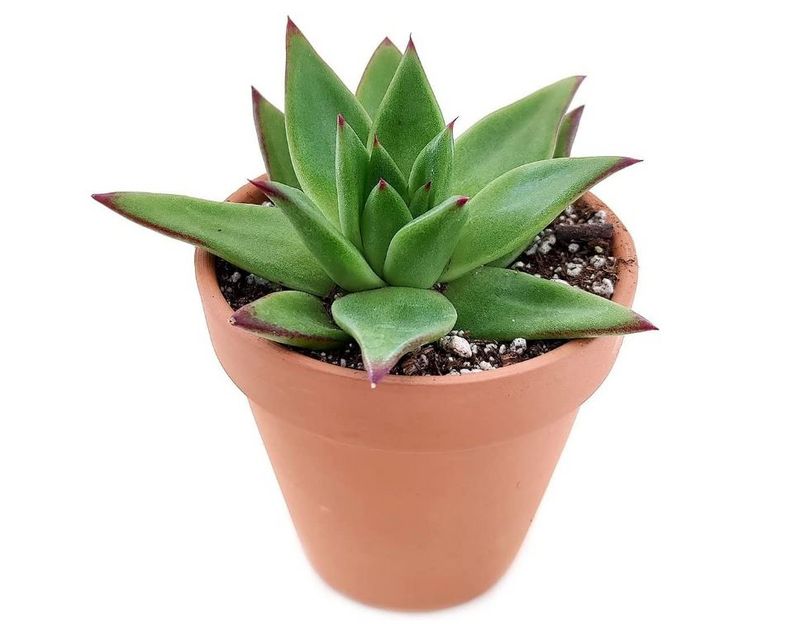 Echeveria <br> Agavoides
