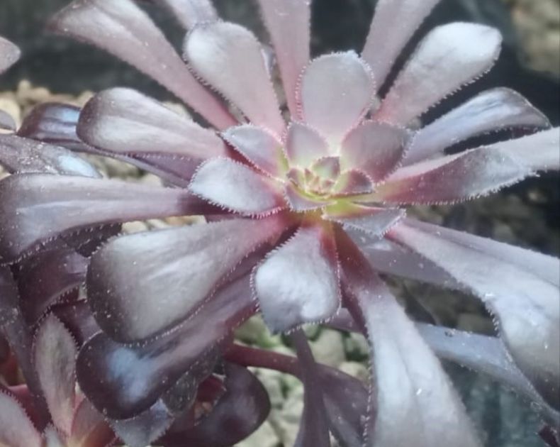 Aeonium arboreum <br>Nigrum