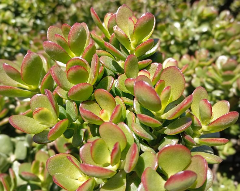 Crassula <br> Minor