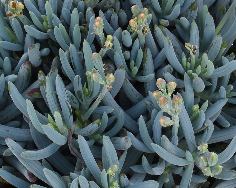 Senecio <br> Blue Chalksticks