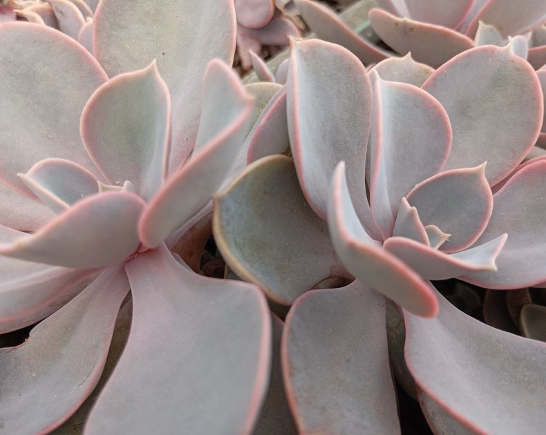 Echeveria <br> Metallica