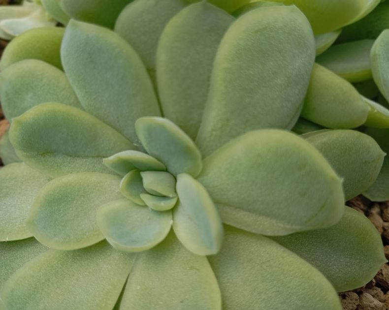 Echeveria <br> Elegans