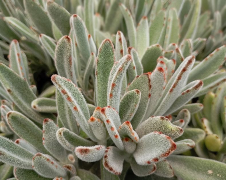 Kalanchoe <br> Tomentosa