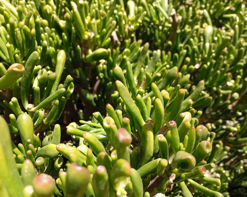Crassula <br> Ovata Horntree