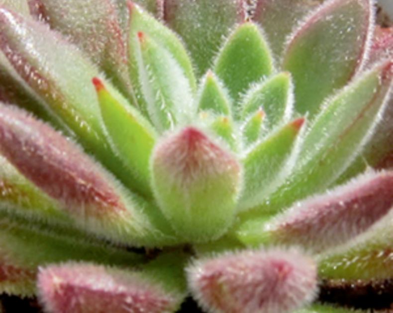 Echeveria <br> x Set Oliver