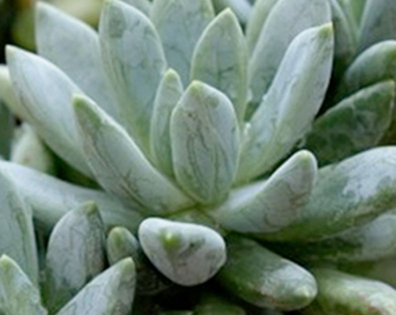 Echeveria <br> Hookeri